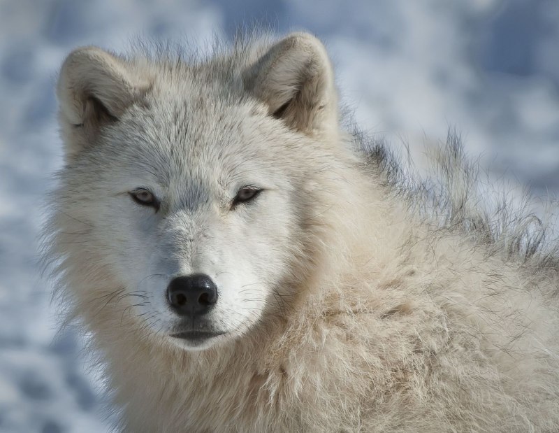 Arctic Wolf (Арктический волк)