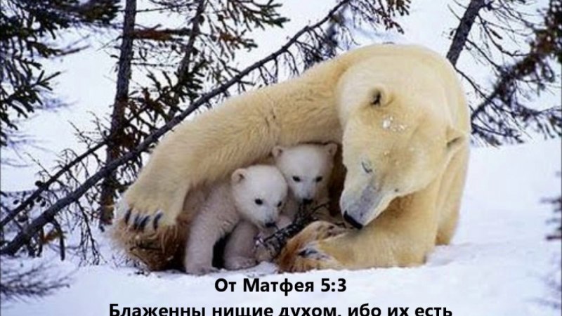 Белый медведь с медвежатами