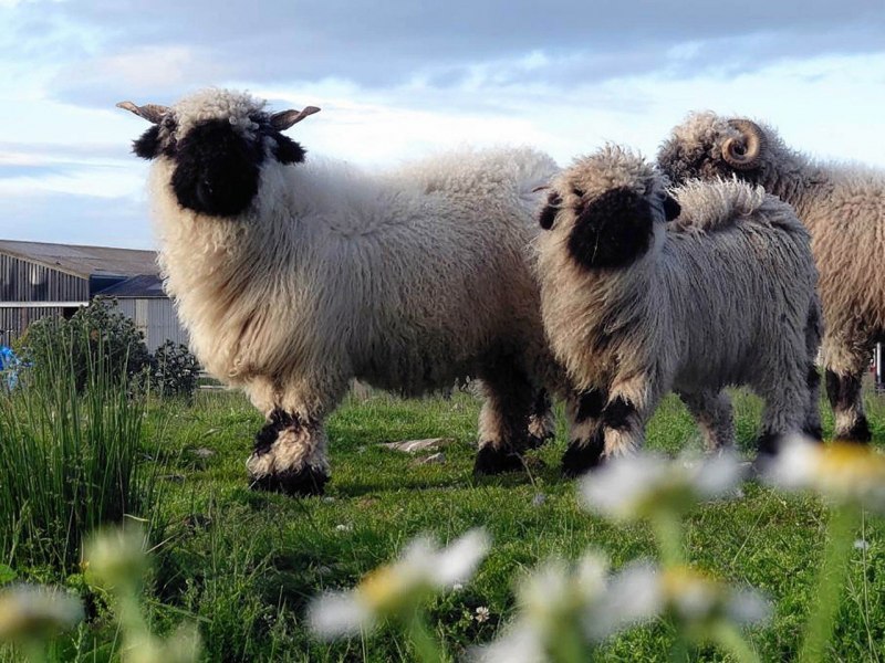 Овцы породы Valais Blacknose
