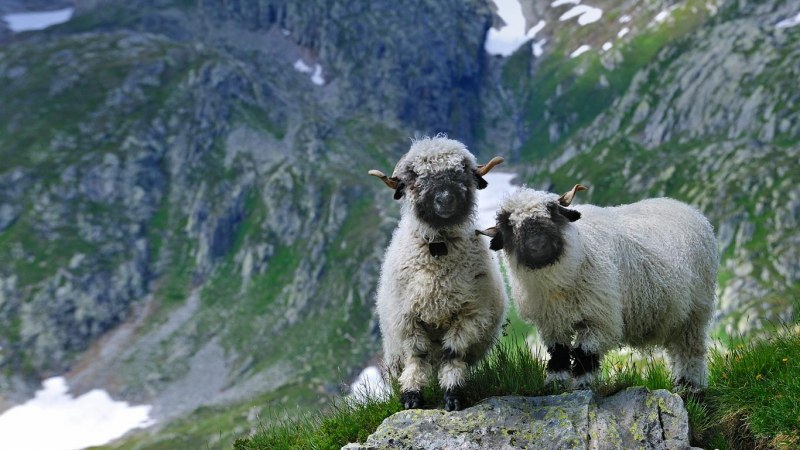 Черноносые Valais Blacknose