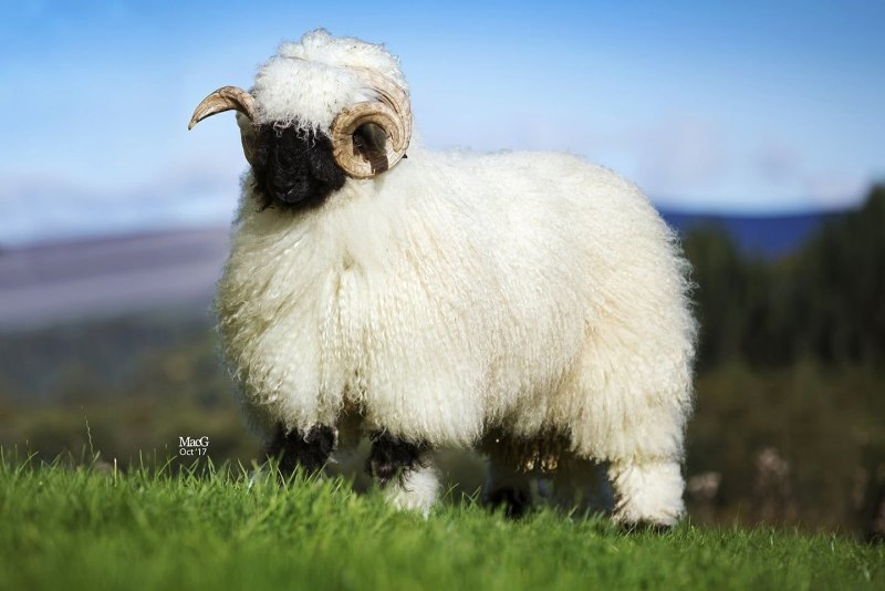 Овцы породы Вале (Valais)