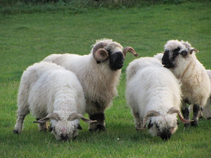 Valais Blacknose