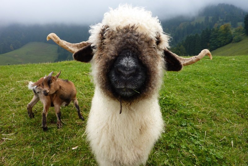 Овцы породы Valais Blacknose