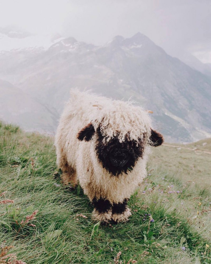 Valais Sheep