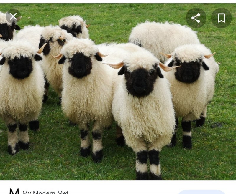 Valais Blacknose