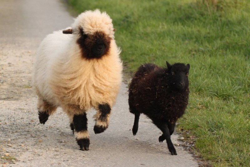 Valais Blacknose