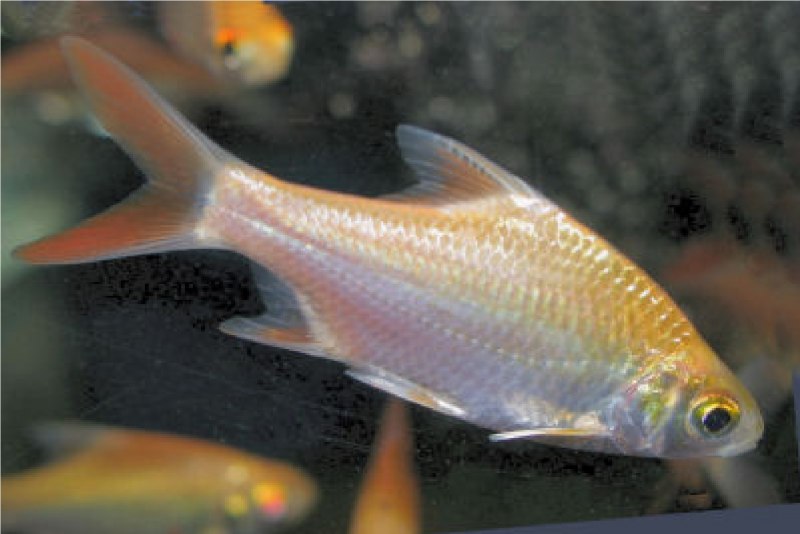 Barbonymus schwanenfeldii