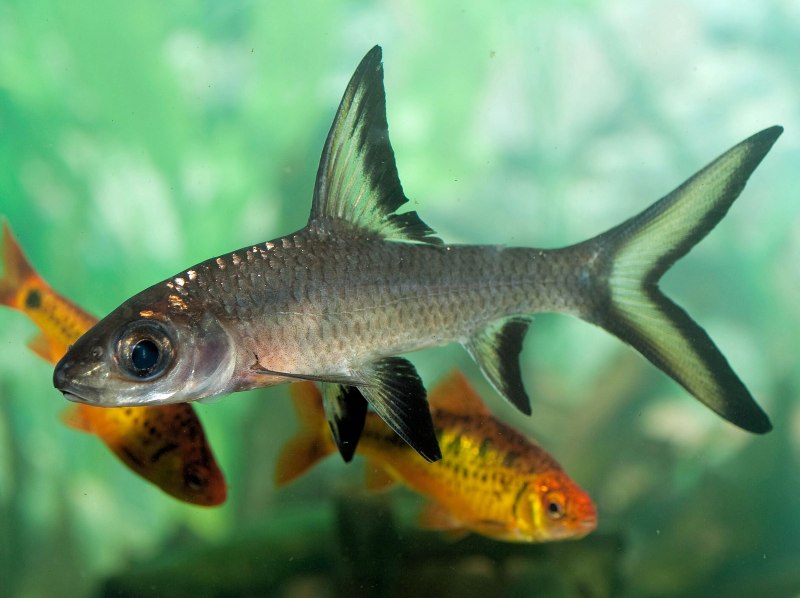 Leuciscus borysthenicus