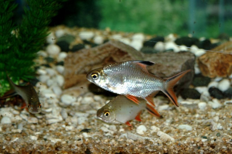 Barbonymus Altus