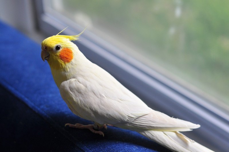 Корелла нимфа самка