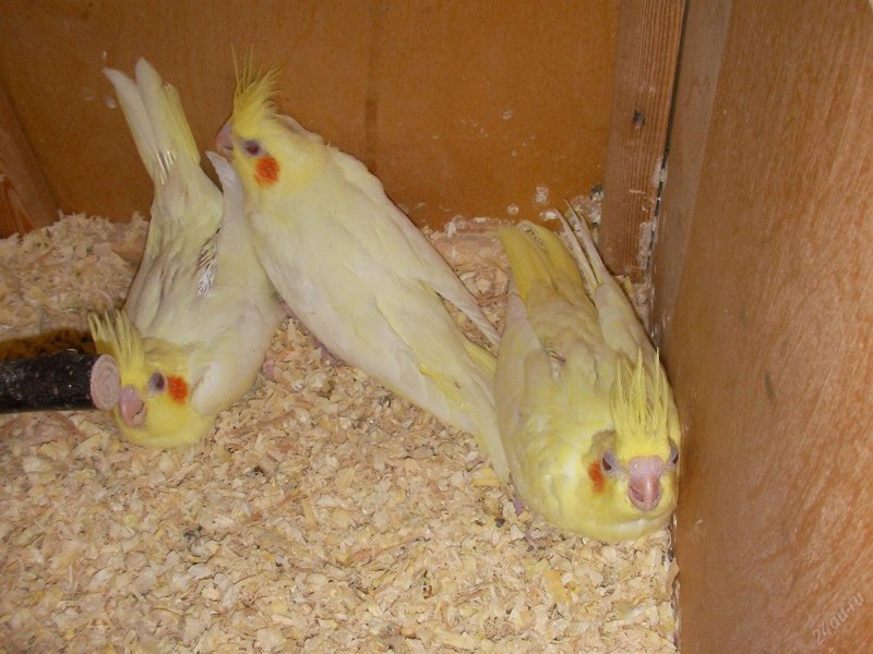 Какаду и корелла