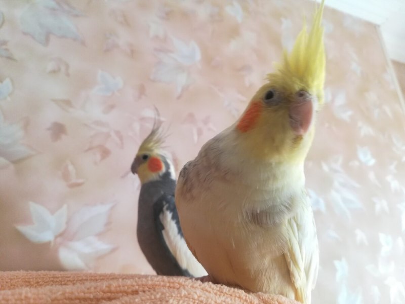 Корелла птенец