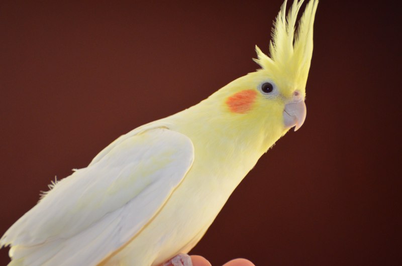 Корелла лютино самец