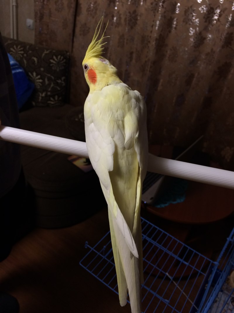 Корелла жемчужный лютино