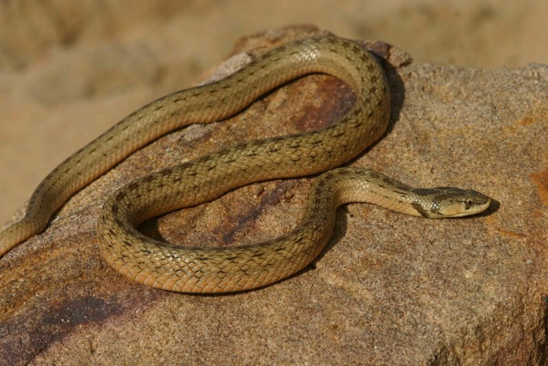 Coronella austriaca обыкновенная медянка