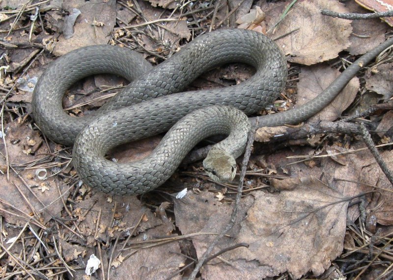 Обыкновенная медянка (Coronella austriaca Laurenti)