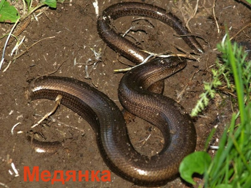 Серебрянка змея гадюка
