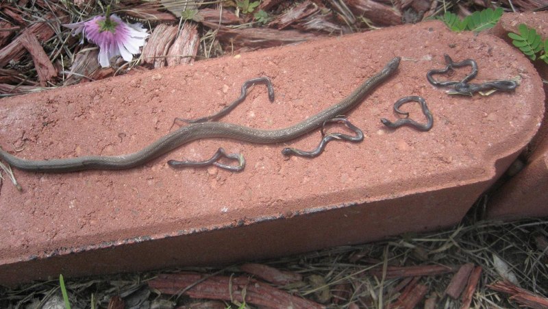 Королевская ошейниковая змея