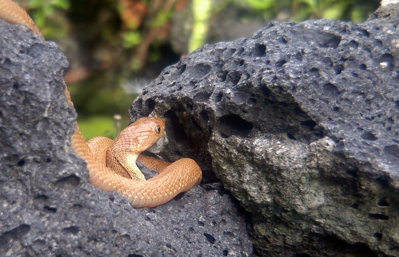 Dendroaspis polylepis змея