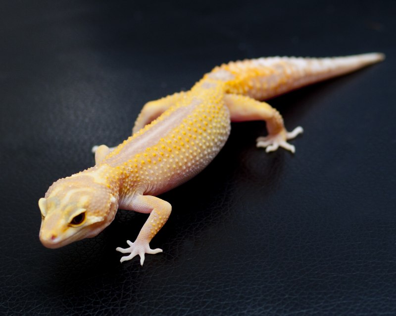 Эублефары морфы Tremper Albino
