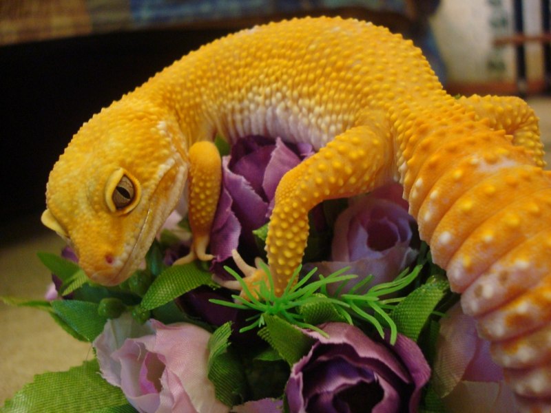 Leopard Gecko Химера