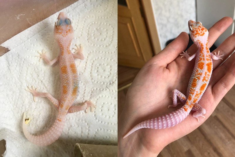 Эублефар Mack Snow Albino