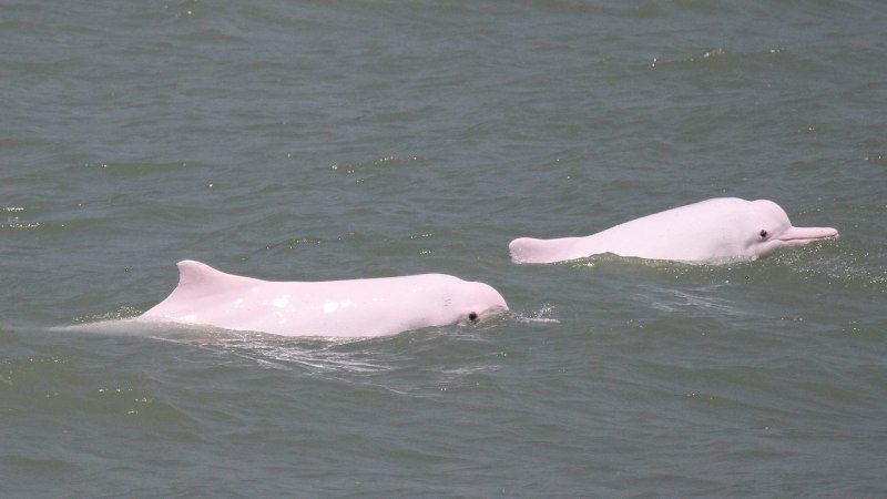 Дельфин альбинос в черном море