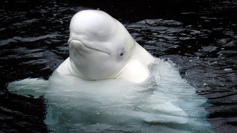 Дельфины в японском море