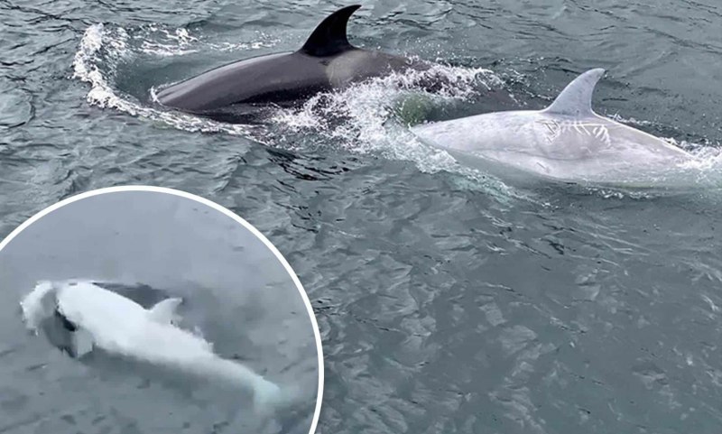 Дельфин альбинос в черном море