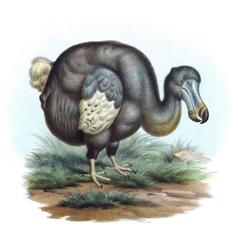Дронт Raphus cucullatus