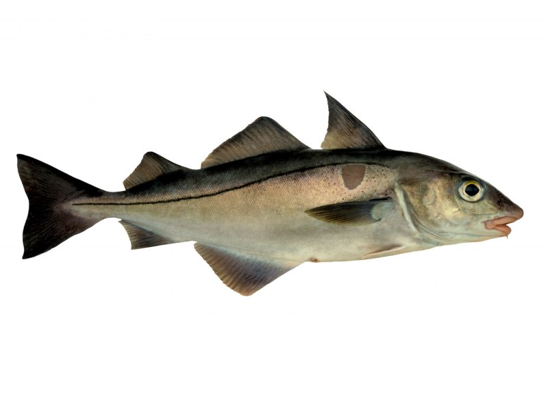 Пикша (Melanogrammus aeglefinus)