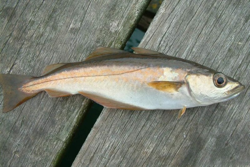 Минтай (Theragra chalcogramma)