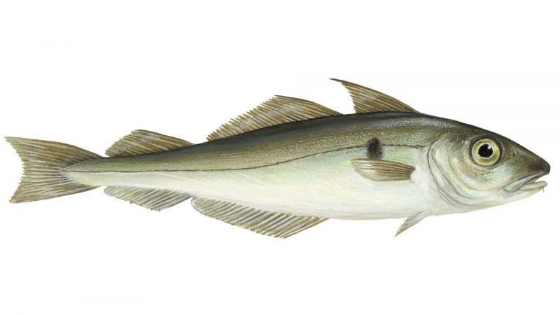Atlantic Cod рыба