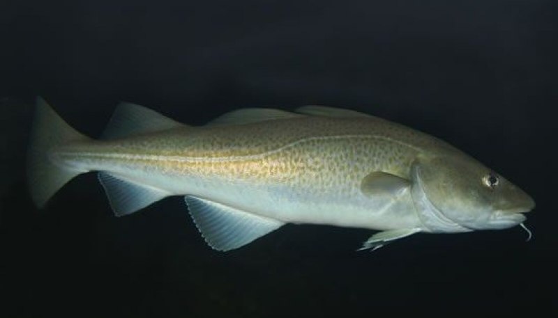 Атлантическая треска (gadus morhua)