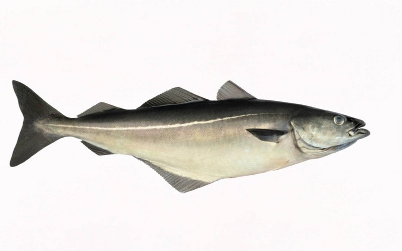 Морская рыбалка Исландия