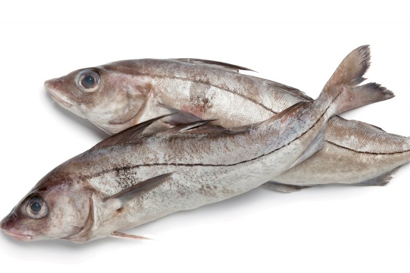 Атлантическая треска (gadus morhua)