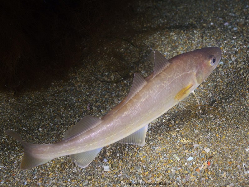 Пикша (Melanogrammus aeglefinus)