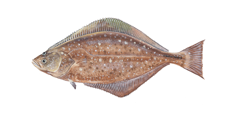 Морская рыба камбала