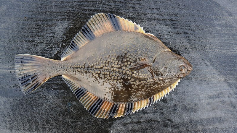 Морской ёрш камбала