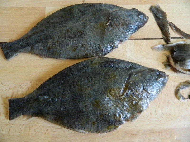 Platessa (pleuronectes) platessa