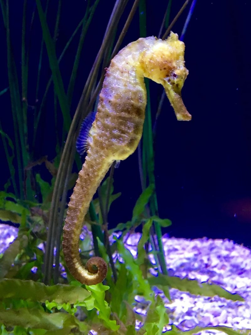 Аквариумные морские коньки