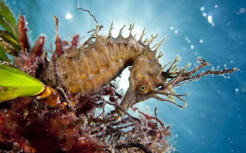 Морской конёк (Hippocampus guttulatus)