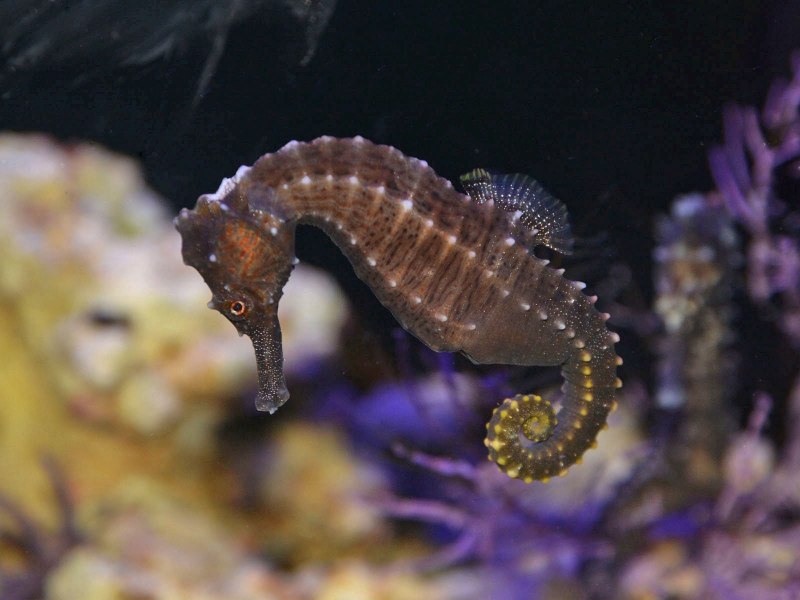 Колючий морской конек (Hippocampus histrix