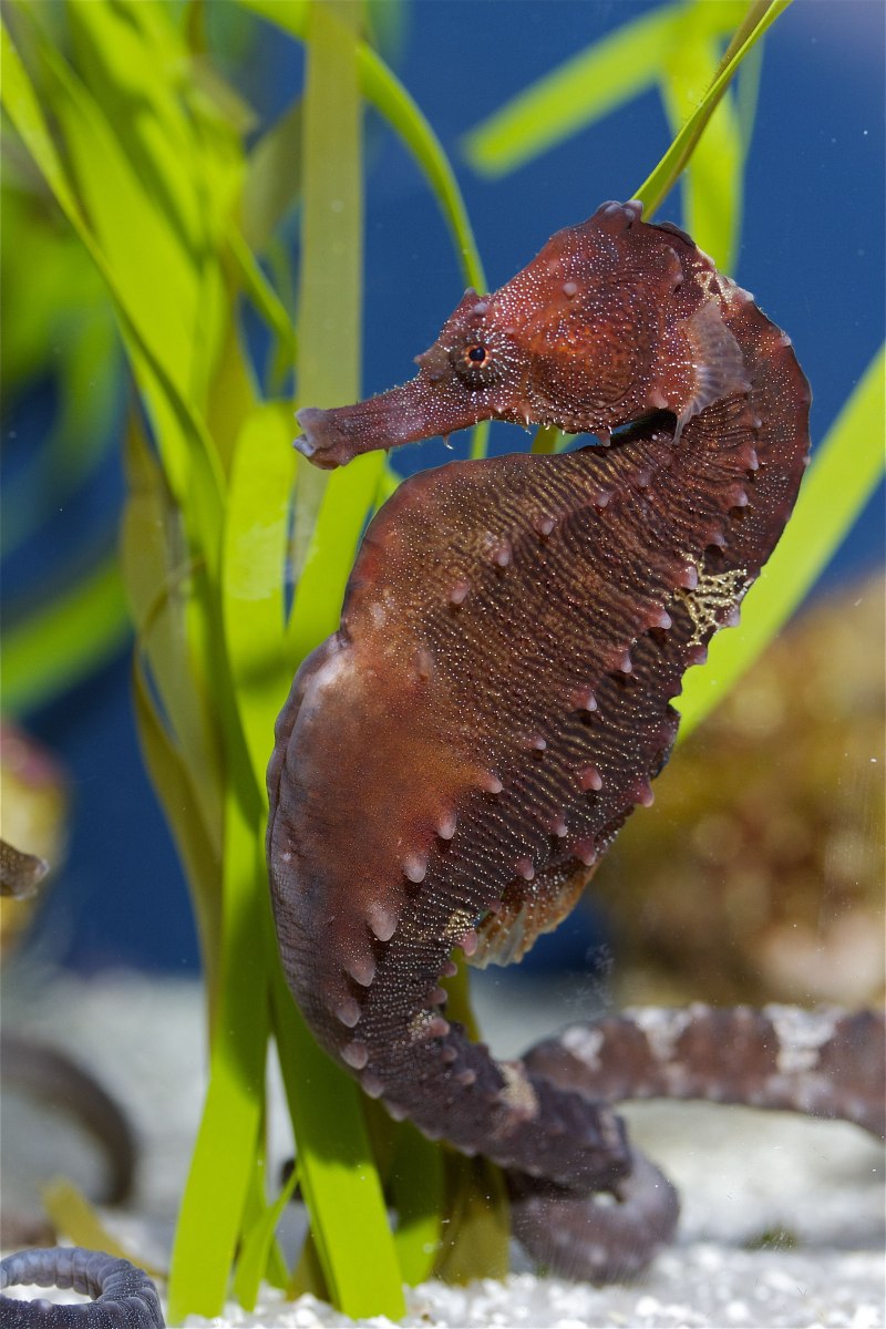 Аквариумные морские коньки