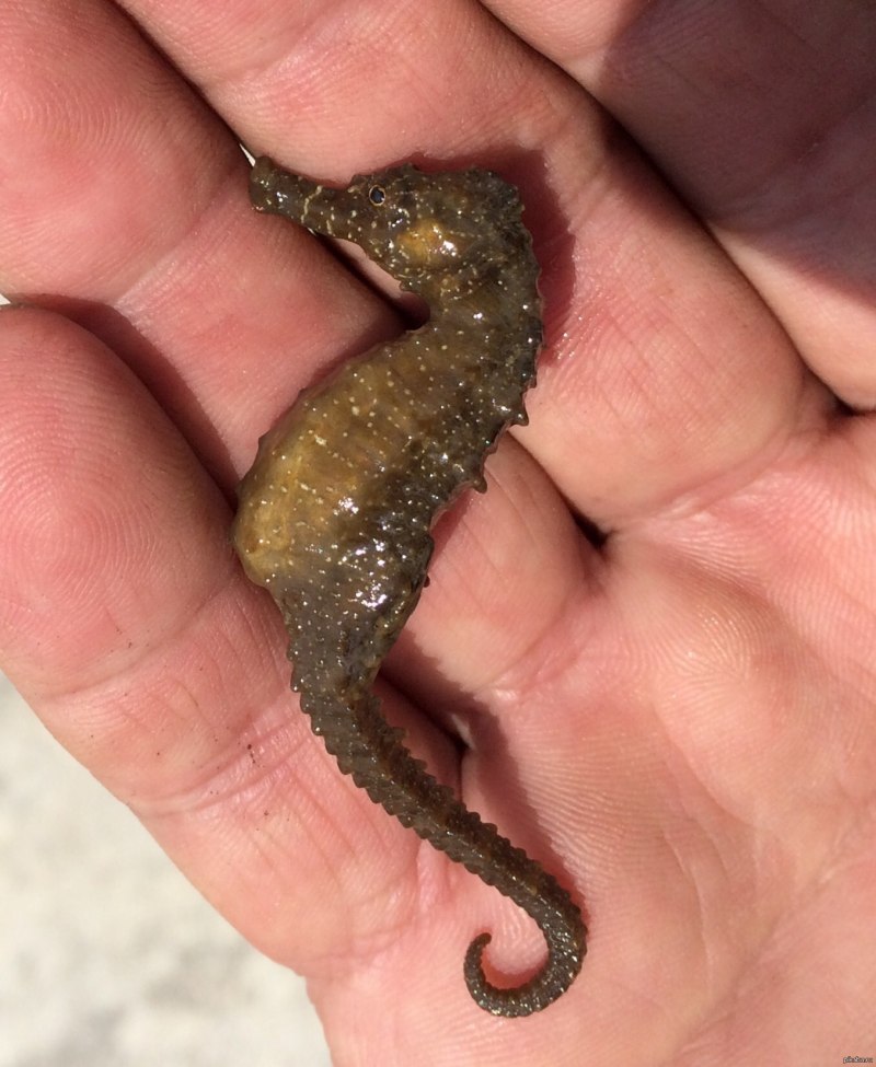 Морской конёк (Hippocampus guttulatus)