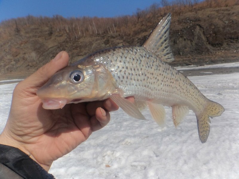 Морской конек пресноводный аквариумный