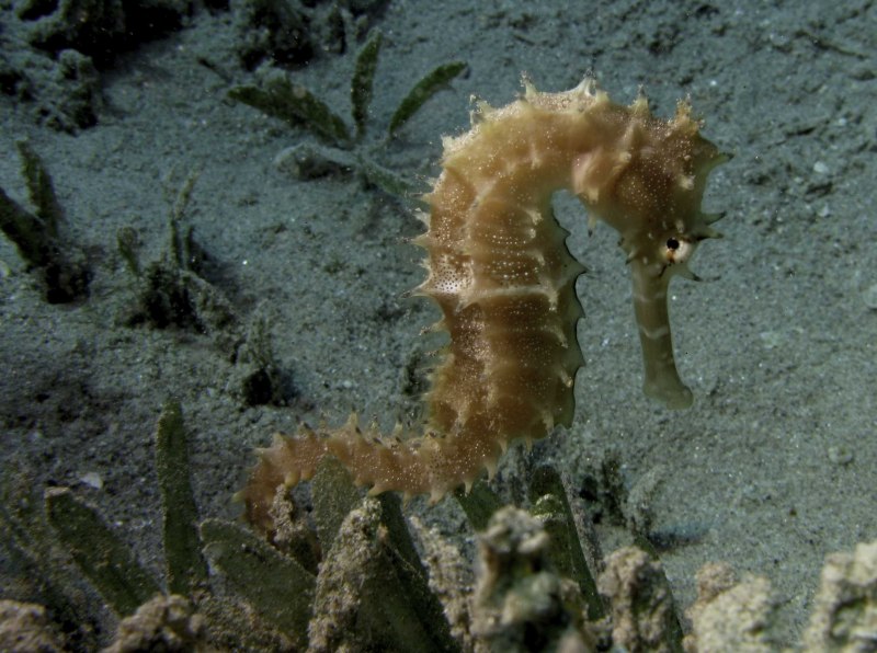 Колючий морской конек (Hippocampus histrix