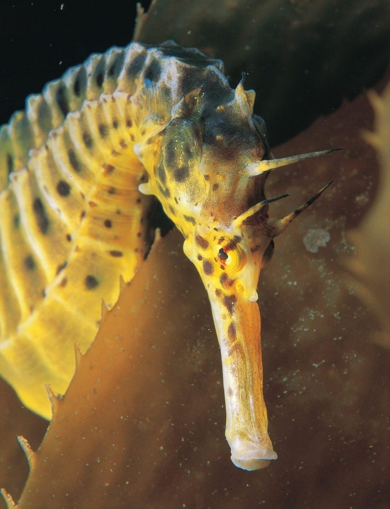 Hippocampus zosterae