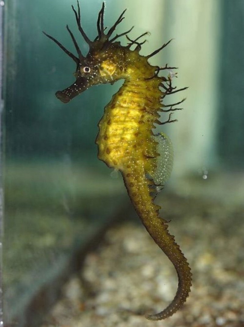 Морской конёк (Hippocampus guttulatus)
