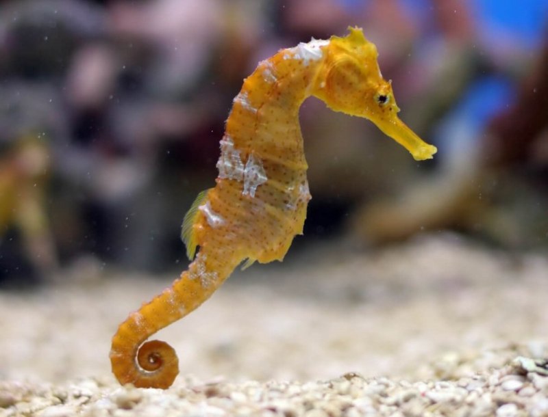 Hippocampus zosterae